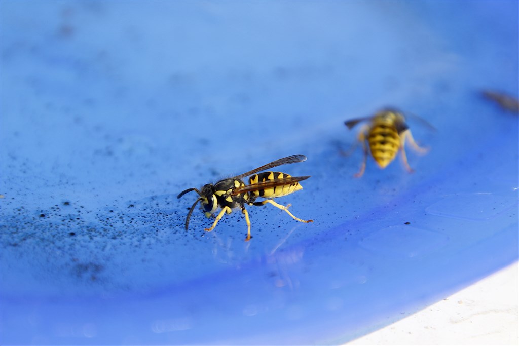 Crypt-keeper wasps can control the minds of 7 other species of wasp