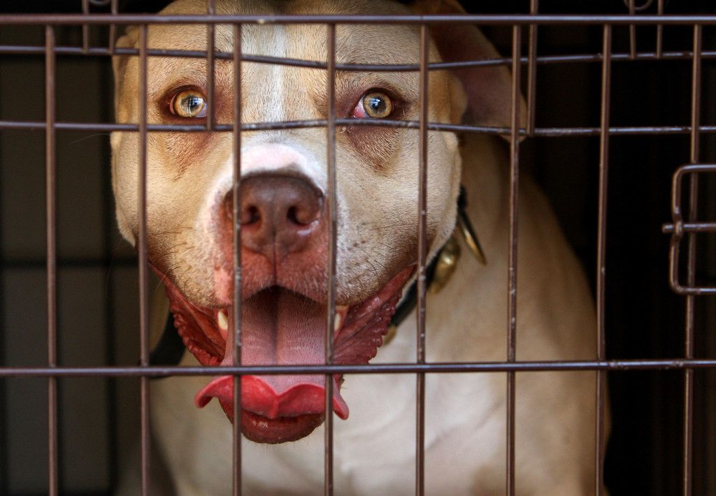 Lekker dan. Eigenaar van vechthond die jongetje aanviel loopt in dezelfde wijk met nieuwe hond